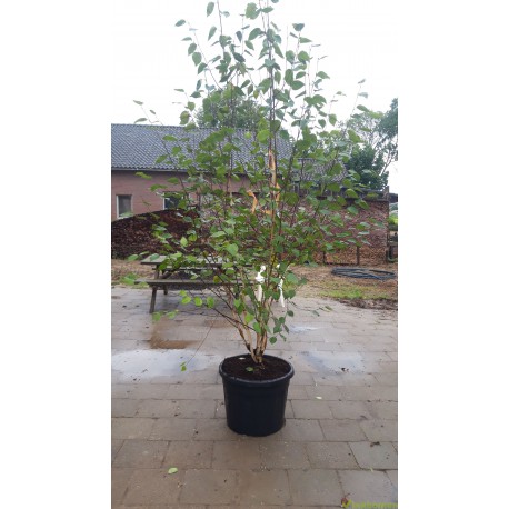 Betula Utilis Doorenbos, Witte berk