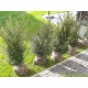 Haag Taxus Baccata