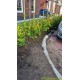 Groene beukenhaag kopen