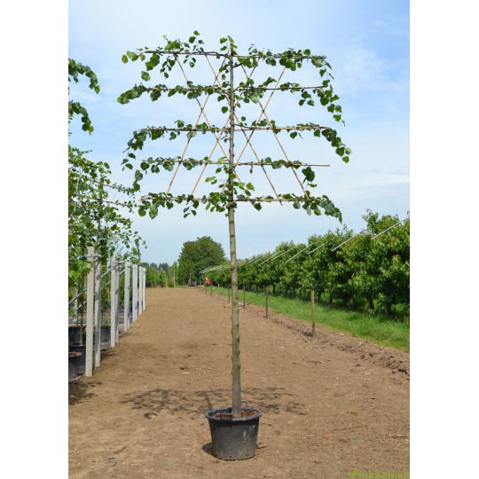 Leilinde Tilia europea pallida - koningslinde - leilindes makkelijk online kopen