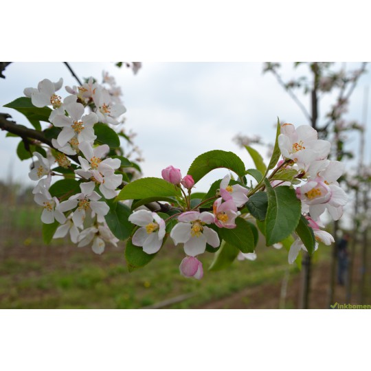 Leisierappel, Malus red Sentinel