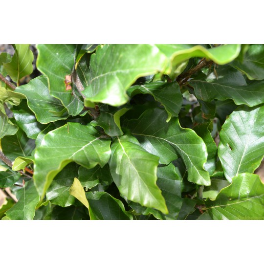 Leibeuk, Fagus sylvatica