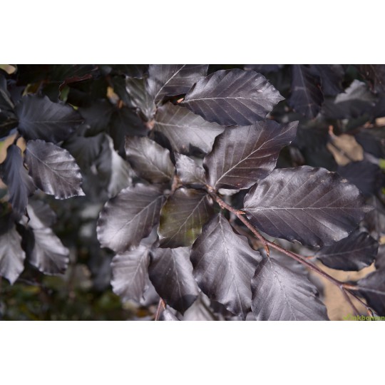 Rode leibeuk, Fagus sylvatica atropunicea