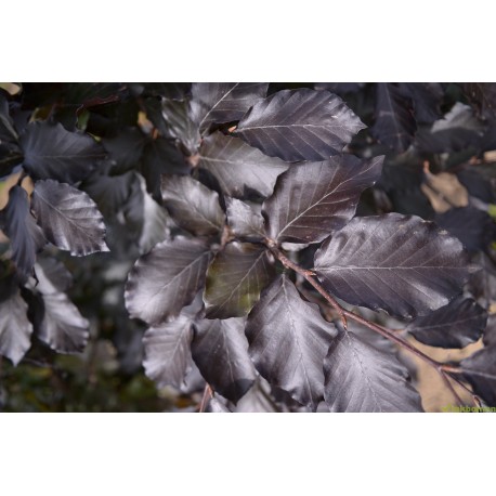 Rode leibeuk, Fagus sylvatica atropunicea