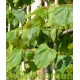 Daklinde, Tilia Pallida