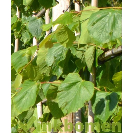 Daklinde, Tilia Pallida