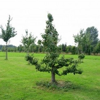 Fruitbomen